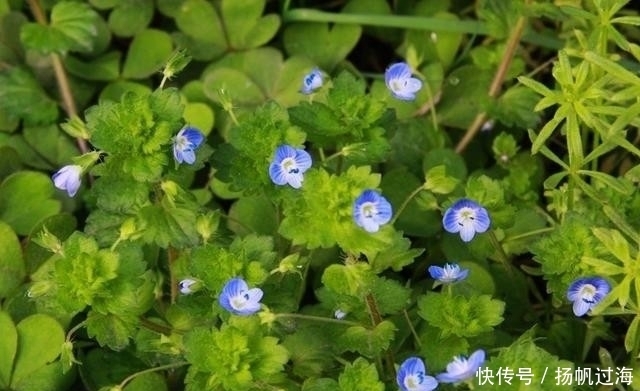 野草|提醒:在农村见到此野草,一定要带回家,好处很多,作用非常大