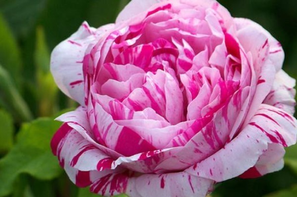 你没见过的条纹月季,花开像油画,定有一款能入你的法眼