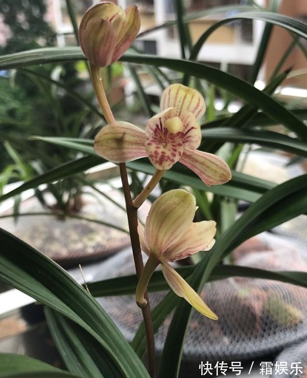 养兰花,浇水避开3个“敏感区”,兰根健壮,兰花长势旺!