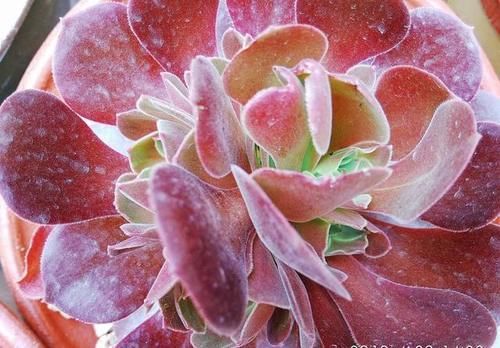 多肉法师如何才能长出更多的头?