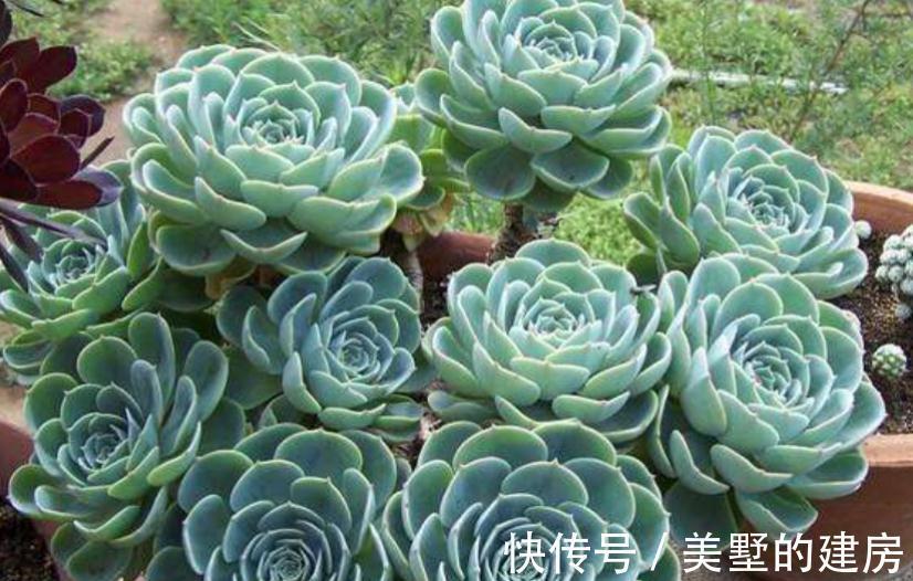 适应性|天气渐冷,想要入坑养多肉?盆栽这3款,0度植株照样状态好