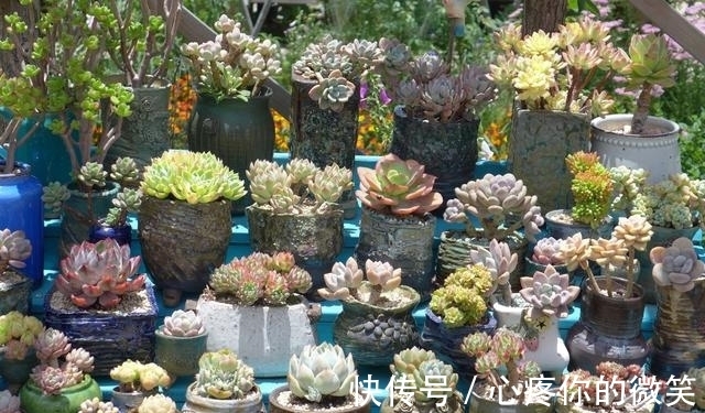 养护|6种多肉就应该挂起来养,长成“花瀑布”美极了,看起来真过瘾