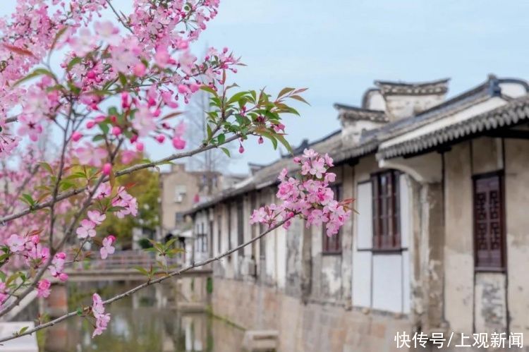 南汇桃花村/新场古镇/浦东红窑……这场浦东的花之约，你来了吗？