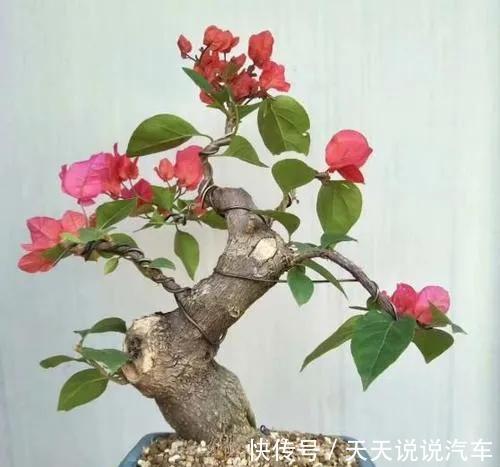 三角梅微盆极有神韵，教你几招快速获得三角梅微盆景