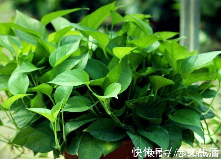 冬天如何养好绿箩，注意这4点，不黄叶还长势好