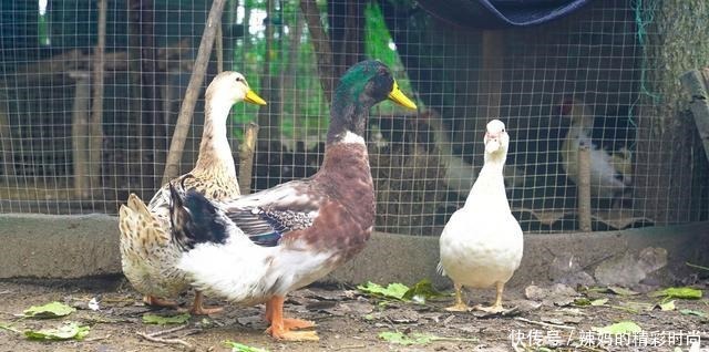 厨房|婆婆厨房忙碌2小时,做了3菜一汤,全家吃得营养健康