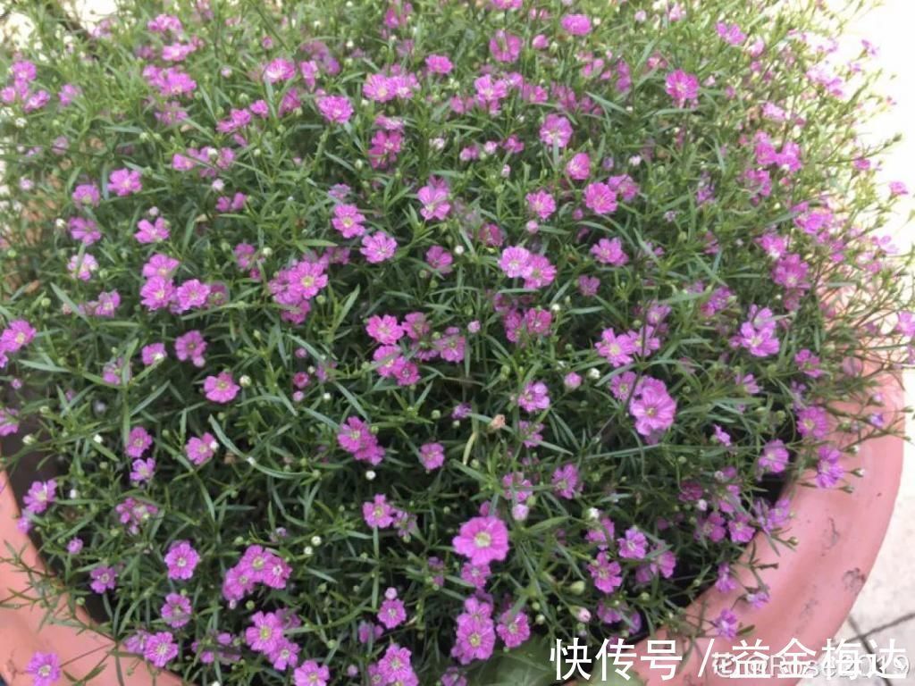 水仙花|6种花是一次性,开完可以扔了,别再浪费时间