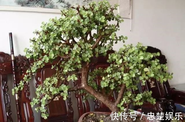 金枝玉叶怎么养才爆盆做到5点金枝玉叶很快枝繁叶茂青翠欲滴