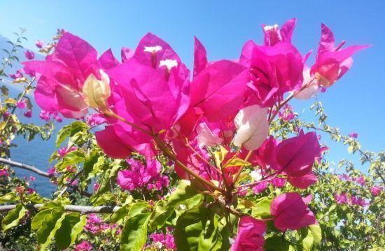 种花|这10种花花期超长又好养,你都知道吗?