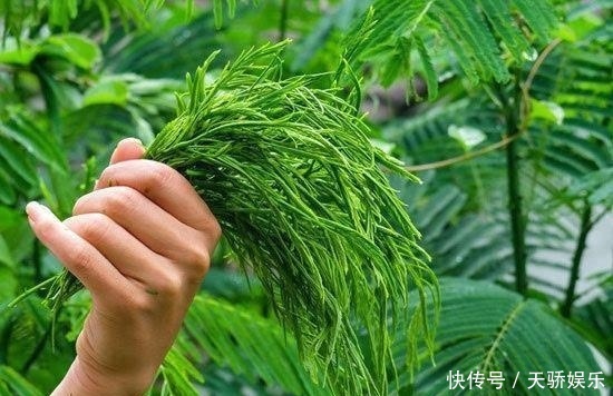 它被誉为野菜中的“臭豆腐”,味道难闻一斤却卖60,若遇见别错过