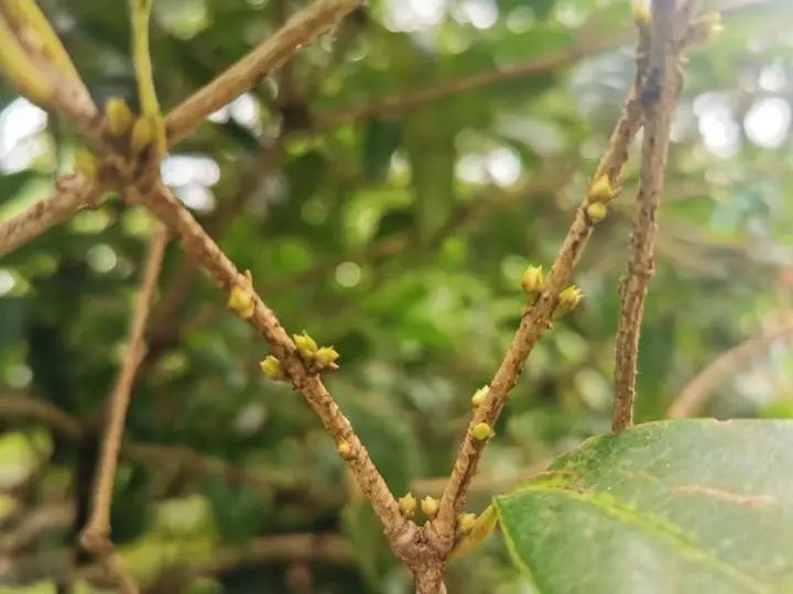 萱草|杭州第一朵桂花就要开啦！最熟悉的秋天味道近了