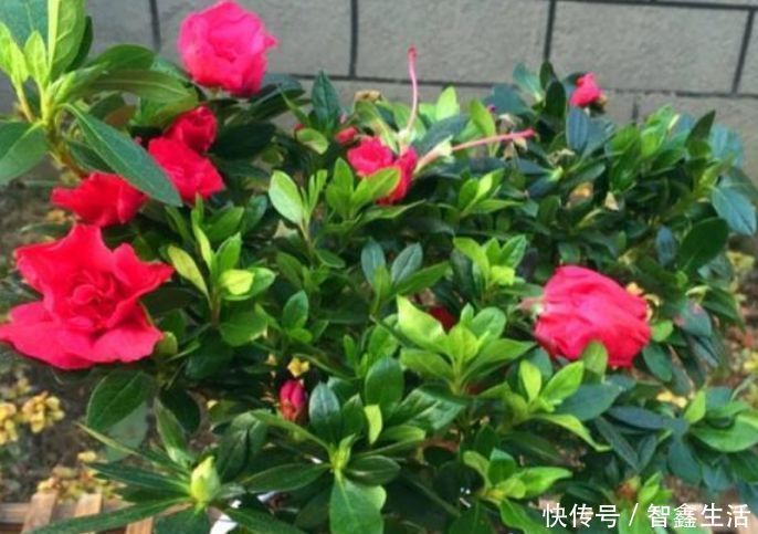 杜鹃花|5种花是懒人的最爱，开起花来“拦”不住，美不胜收，你养了吗