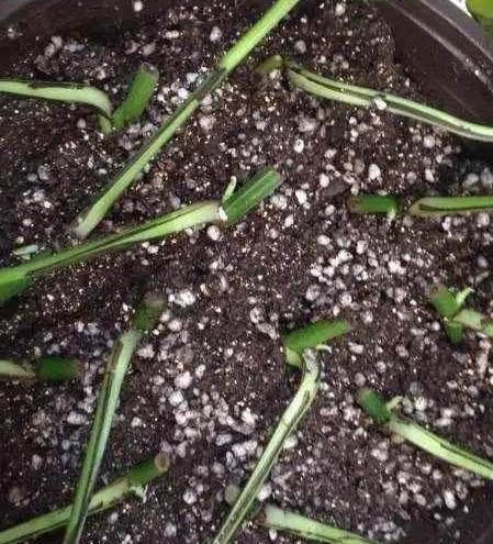  土壤|扦插绿萝，这种枝条最靠谱，生根快，长得旺，迅速长满盆