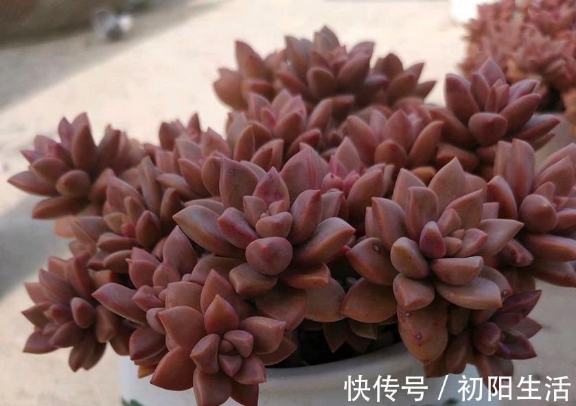 诀窍|养多肉,若想茎叶肥美,速成老桩,该掌握哪些诀窍?