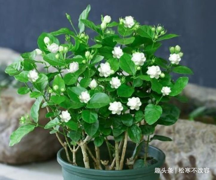 懒人花|家里就养几种花,净化空气还“招财”,聪明人都在养!