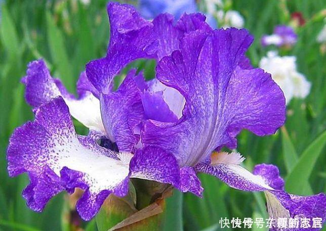 4种“女神花”,婀娜多姿,漂亮高贵优雅,四季繁花似锦,美