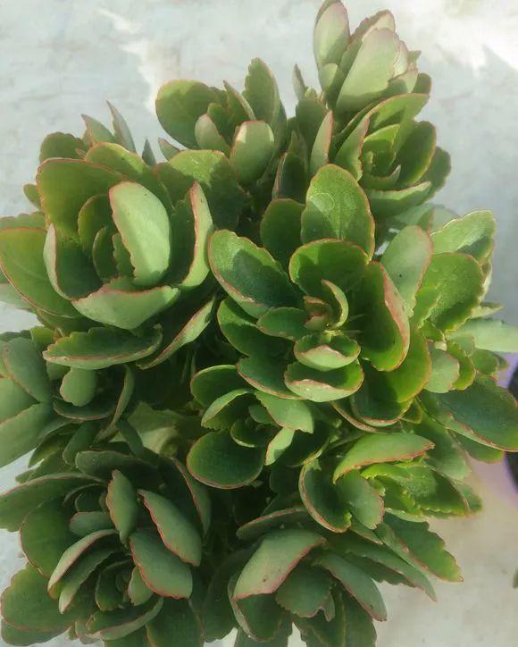 拿它一捂,长寿蟹爪兰嗖嗖冒花苞,多肉呼呼胖三圈