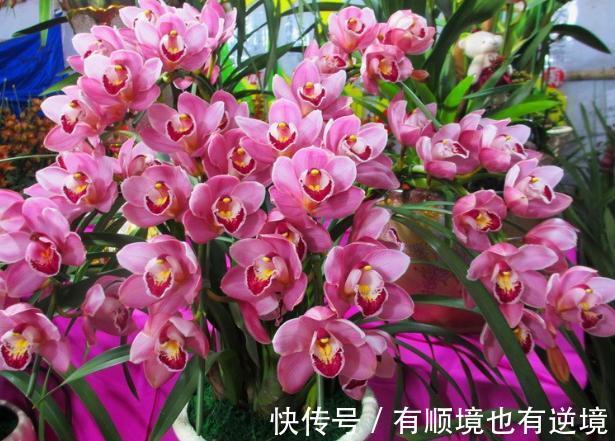 秋养君子兰、蟹爪兰、大花蕙兰,天凉后做好这些,嗖嗖地开花