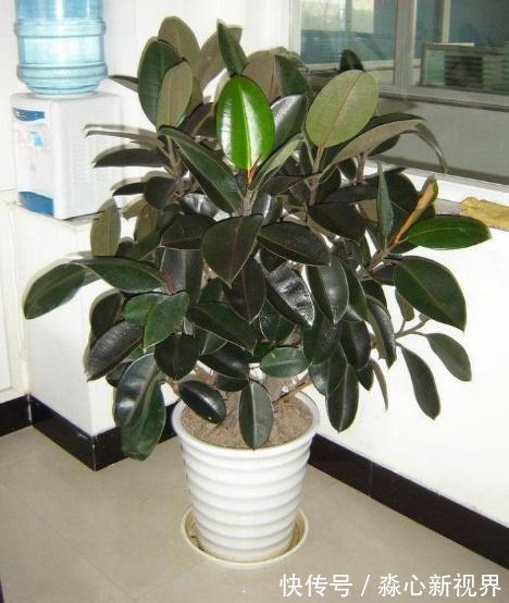 植株|园艺师教你!夏天养花“学1招”,养20天有惊喜,新枝多、开花多