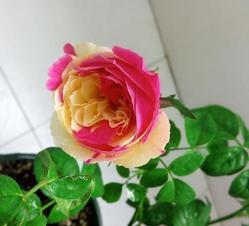 月季|月季是“药罐子”?养这款月季,抗病性5颗星,开花比牡丹还美艳