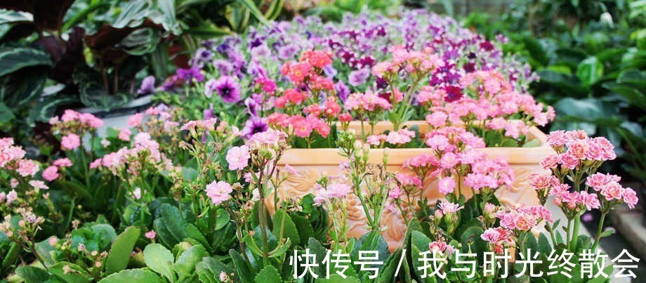 长寿花爆盆技巧有哪些,知道这些方法,养护起来更加轻松!