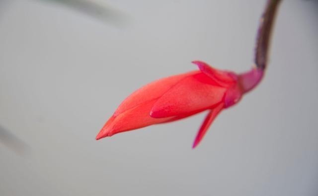 学会|蟹爪兰别放3处养,花量打折扣,学会换位置,收获不一样