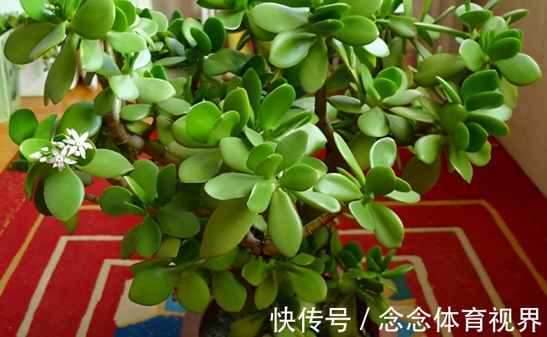 玉树|养这4种花不要太勤快,“懒养”更好活,值得新手尝试