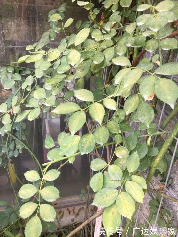 红蜘蛛|养花自制杀菌杀虫水,10天浇一勺,不生虫不得病,长得太旺!