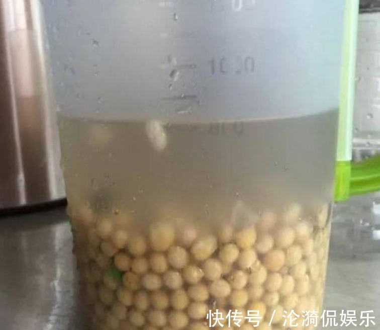 君子兰|养君子兰“不要等 ”，盆里加“1物”，快速出箭开出“大花球”！