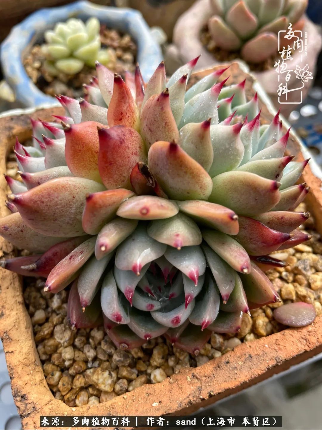 带着200多盆多肉,三个月搬两次家,是一种怎样的体验