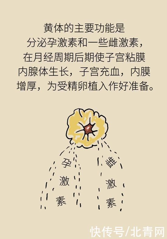 腹痛|这种腹痛常被误认宫外孕，背后诱因要牢记