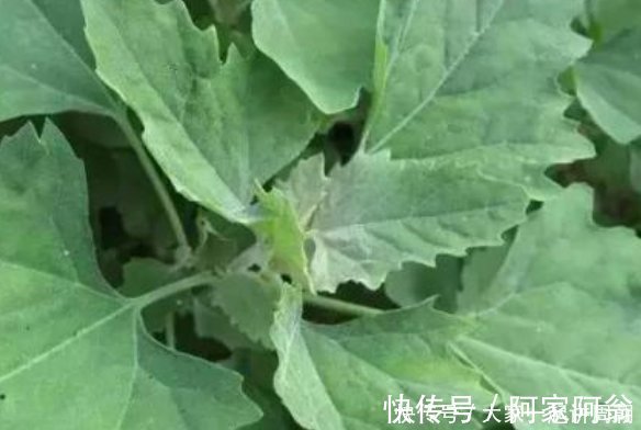 医生|天然养肝菜出现了,医生每天炒一盘,肝脏越来越健康