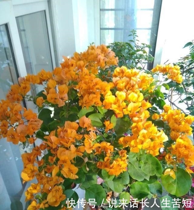 长春花|六月逛花市,看到几种便宜花,喜欢的可以入手,超级爱开花