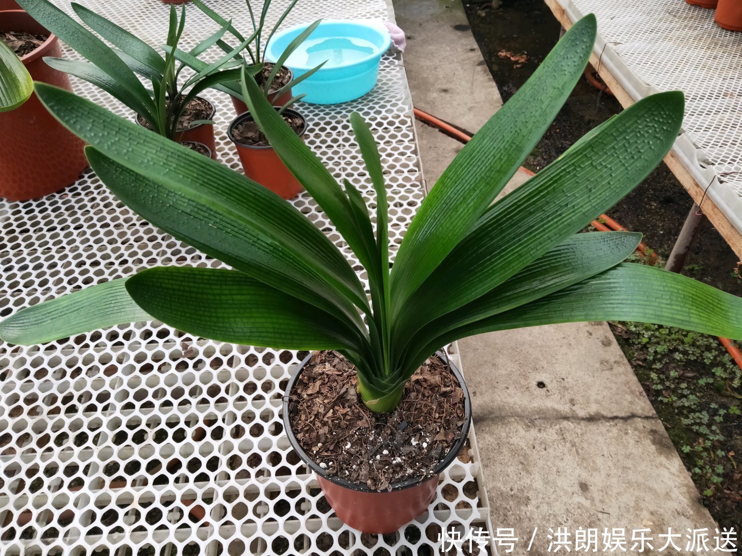 磷酸二氢钾|君子兰窜剑后该如何浇水容易忽视这个小细节,很多人中招