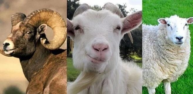 宋朝有多喜欢吃羊？皇家规定御厨止用羊肉，一年吃434463斤