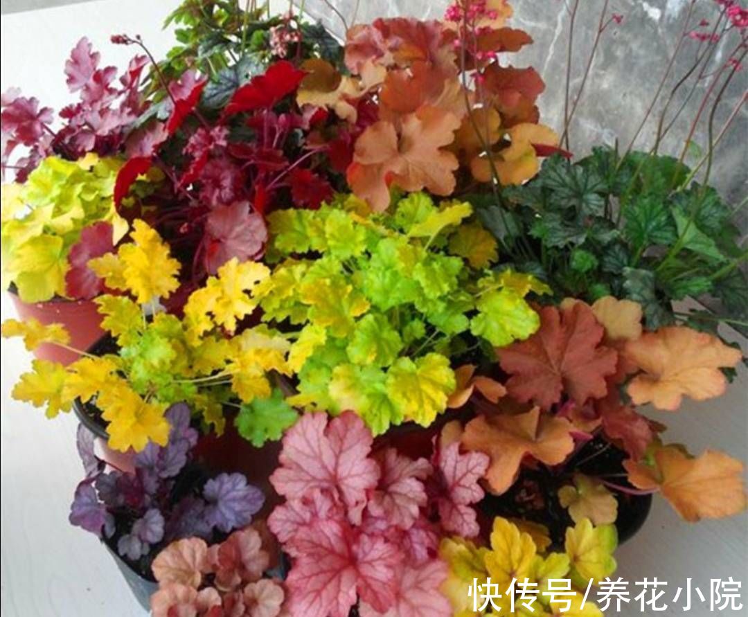 肾形草|3种花，好养又漂亮，叶子比花还美