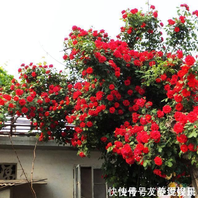 桂花香|花卉中最香的花,浇水就疯长,比牡丹艳、比桂花香,花开三季