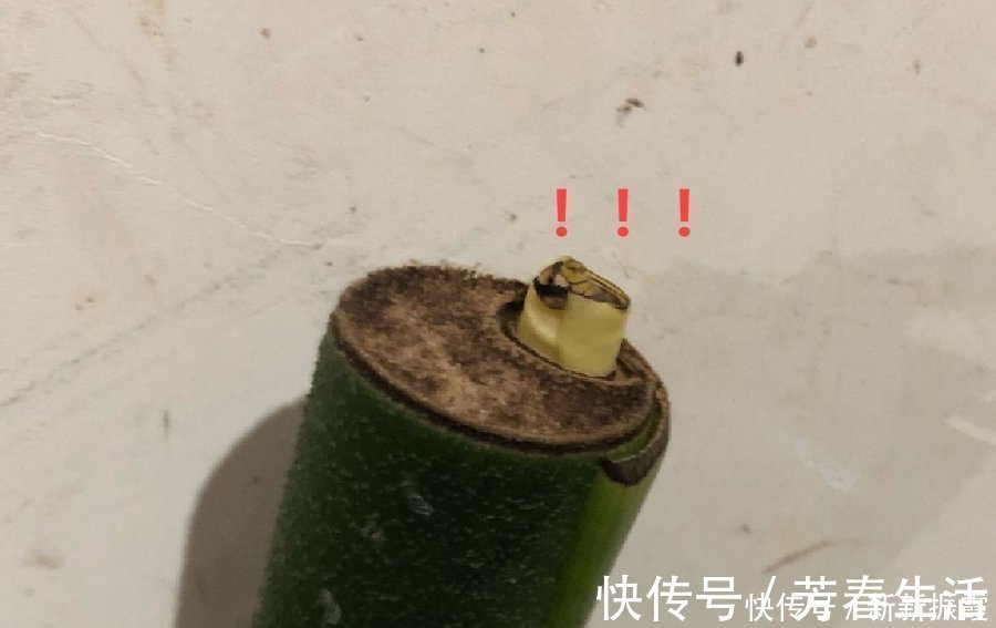 枝条|茉莉花扦插有机关，砍这一段枝条，插土里3天就活