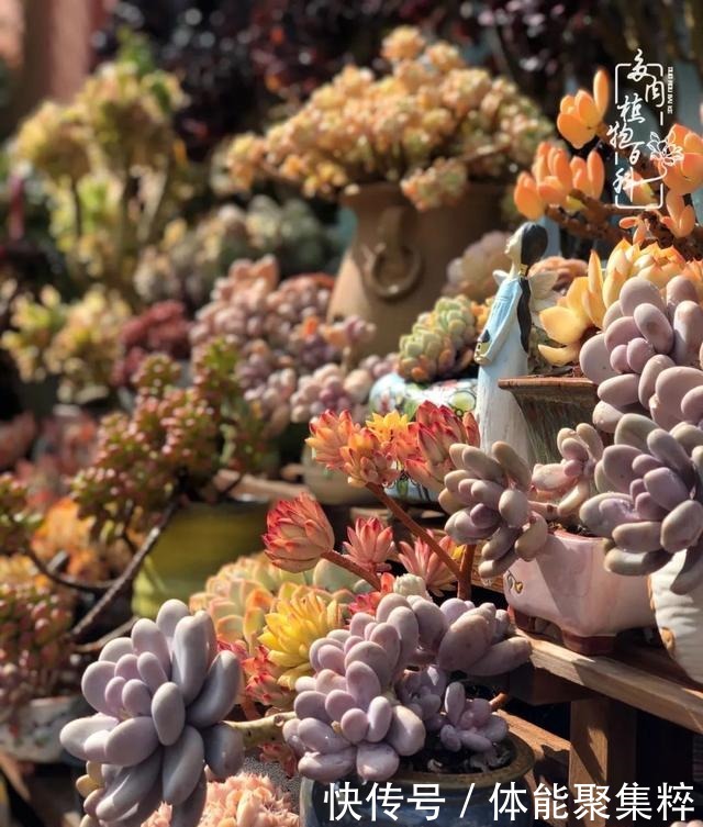 在茜的多肉小院里，花时间种快乐！在茜的多肉小院里，花时间种快乐！