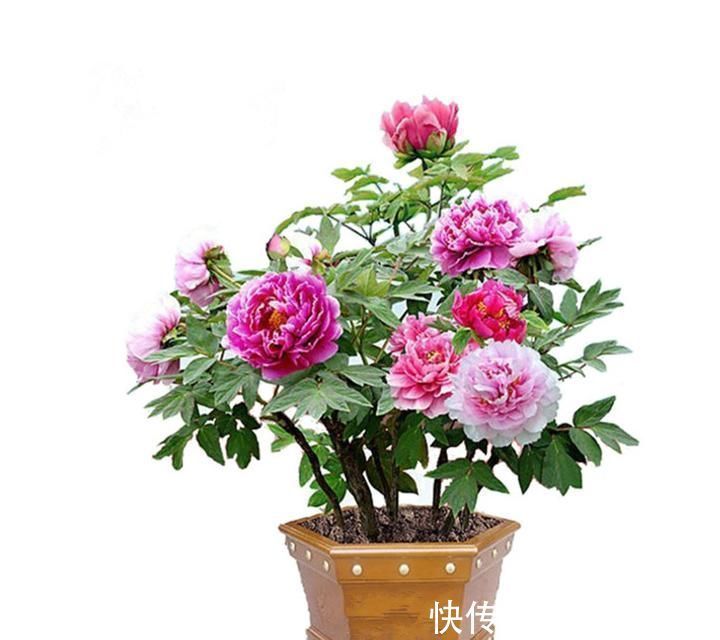 牡丹花|快扔掉家中发财树,真正好看还能净化空气的是这几种,高级又漂亮