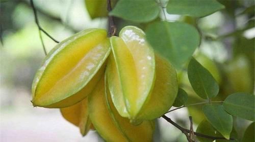 多酚|女性不想變老，常吃養(yǎng)生食物，刮油清脂，疏通血管，肌膚更細(xì)膩