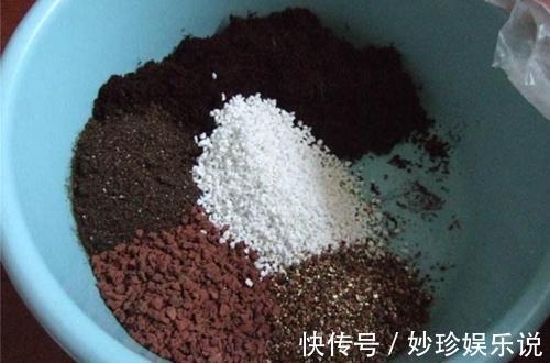 君子兰什么时候换土好君子兰如何换土