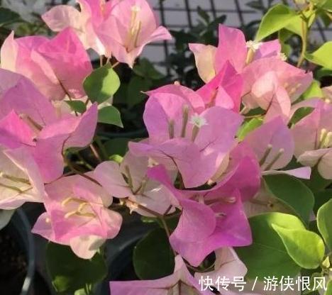 三角梅开完花后怎么养殖复花快，别太懒，勤做3件事