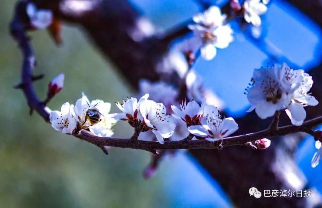 杏花迎春开，如此美景，你打卡了吗？