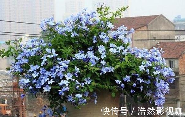 盆栽|春夏交替,养啥花省心简单家庭盆栽5款植物,装饰效果佳