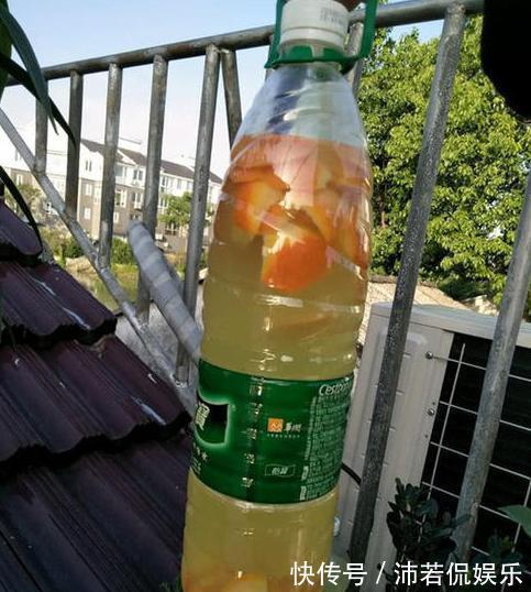 一堆“废料”一个桶，自制“万能营养液”，养啥花都好用