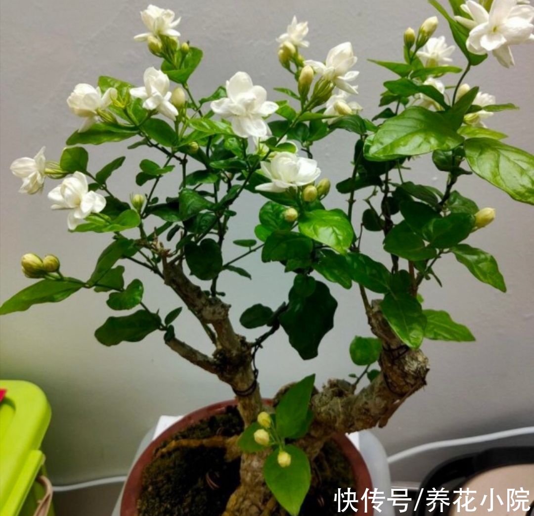 枝条|家里养4种花，秋天给它“剪一剪”，花苞长更多
