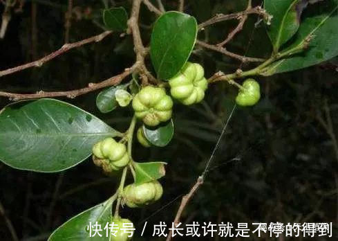 小女生们|乡下有种野果,与南瓜极为相似,却不能食用,用其治牙痛有奇效