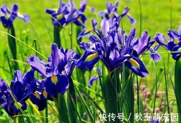 藏红花|适合庭院养护的几款花，开花勤爱爆盆，枝繁叶茂，全年花开如春