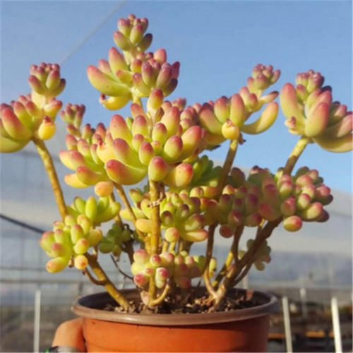 养多肉乙女心，掌握几个要点，长成果冻色小老桩，好像娇羞少女！